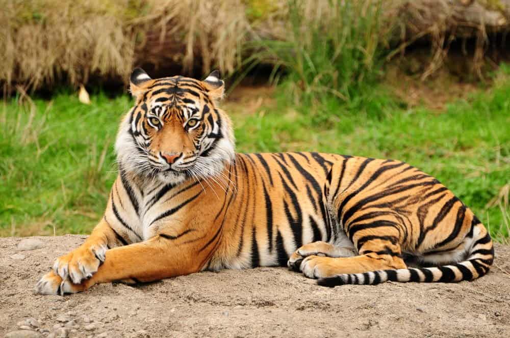 Tiger image for the animals mode.